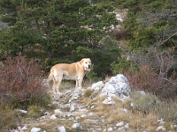 Greo-les-Neiges - Cime Cheiron - Greo-les-Neiges - 22 octobre